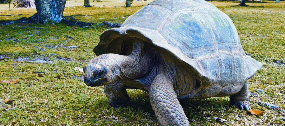 A giant turtle meanders through the grounds at New Emerald Cove, Praslin, Seychelles - Image 20