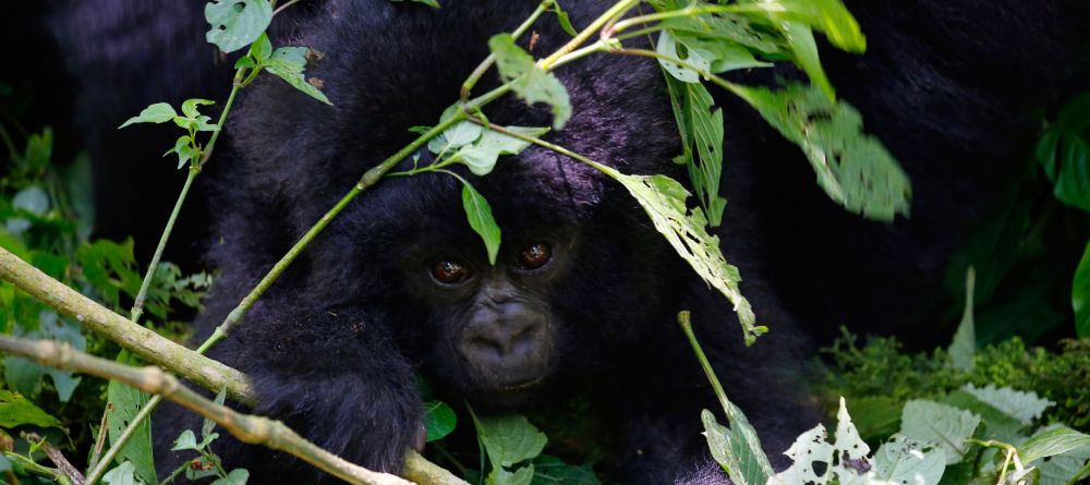 Singita gorilla - Image 2