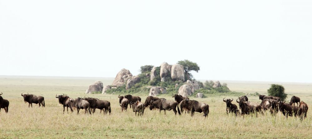 African buffalo at Dunia Camp, Serengeti National Park, Tanzania - Image 9