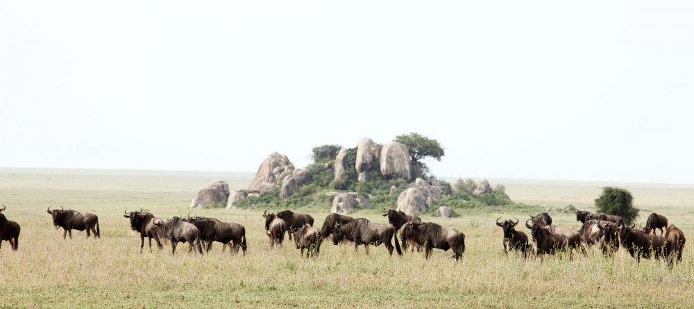 African buffalo at Dunia Camp, Serengeti National Park, Tanzania - Image 7