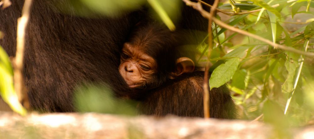 A baby chimp and its mother at Gombe Forest Lodge, Gombe National Park, Tanzania - Image 6