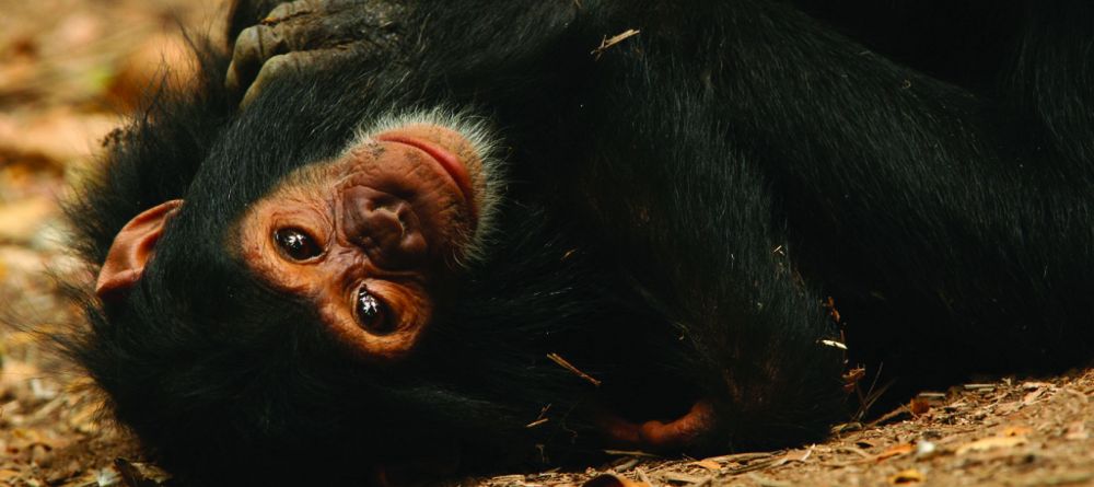 A baby chimp at Gombe Forest Lodge, Gombe National Park, Tanzania - Image 8