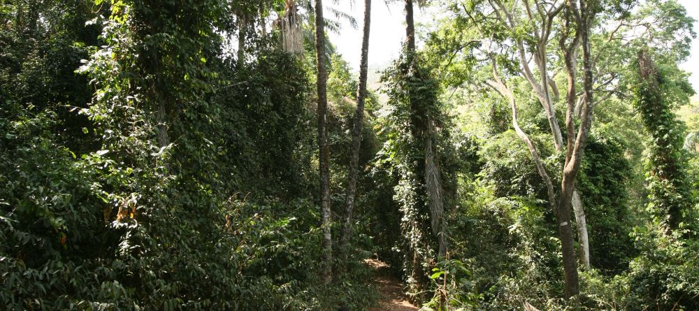 A jungle walk at Gombe Forest Lodge, Gombe National Park, Tanzania - Image 5