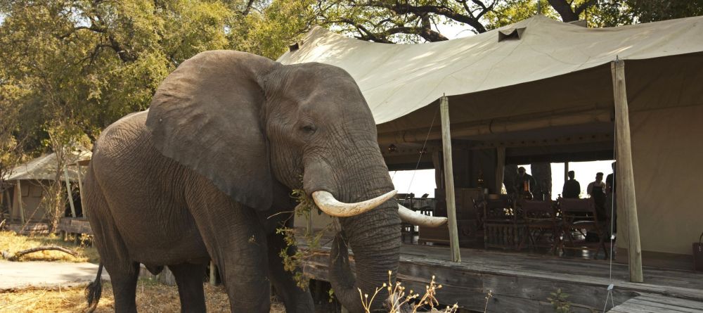 Zarafa Camp, Linyanti Wetlands, Botswana - Image 16