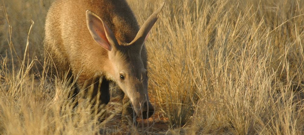 Aardvark- Tswalu Kalahari, Twsalu Kalahari, South Africa - Image 2