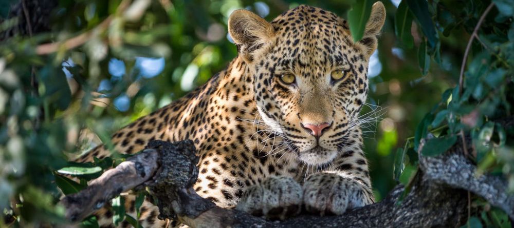 Abu Camp, Okavango Delta, Botswana - Image 1
