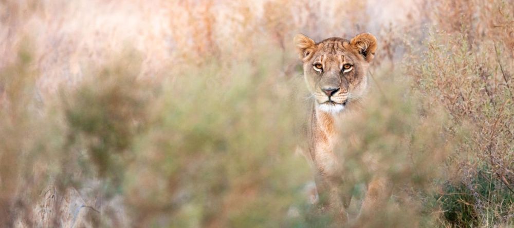 Abu Camp, Okavango Delta, Botswana - Image 15