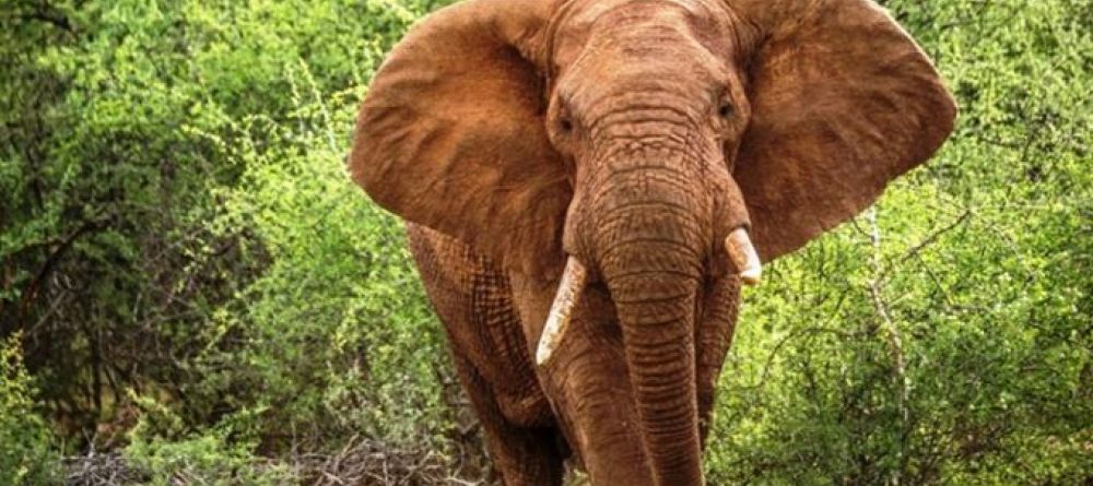 Sarara the Treehouses - Elephant - Image 4