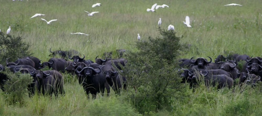 African buffalo during the green season at Chada Katavi Camp, Katavi National Park, Tanzania Â© Nomad Tanzania - Image 3