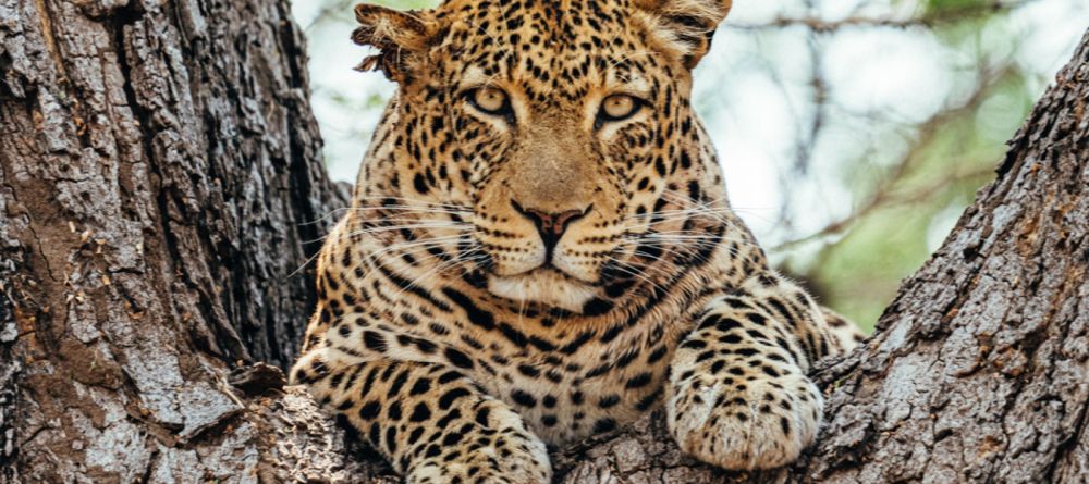 Anabezi Camp - Image 25
