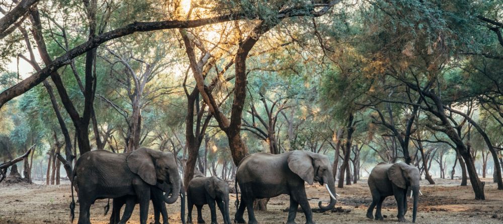 Anabezi Camp - Image 23