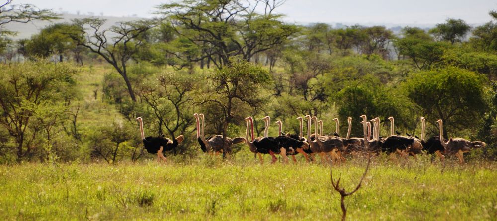 Apoka Safari Lodge, Kidepo Valley National Park, Uganda - Image 8