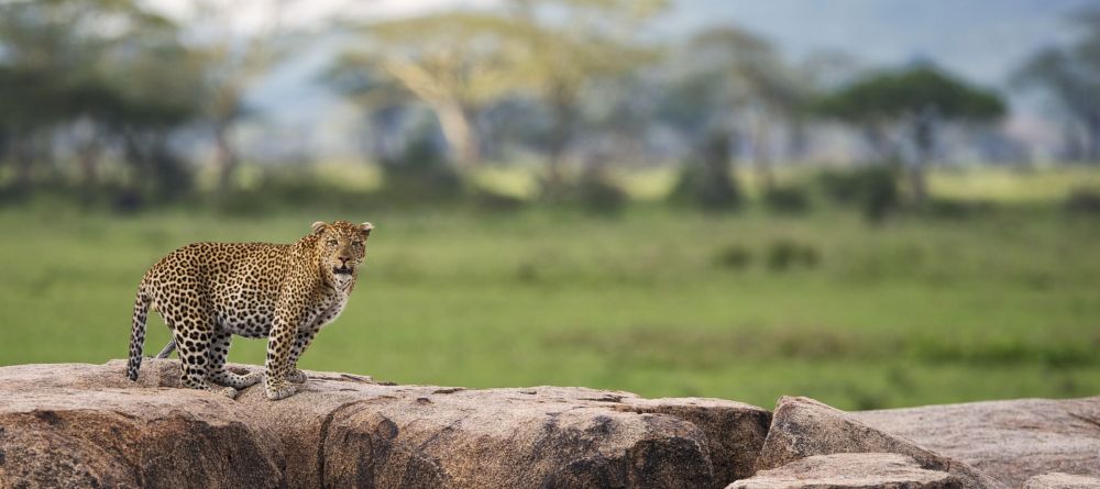 Leopard at Dunia Camp, Serengeti National Park, Tanzania - Image 9