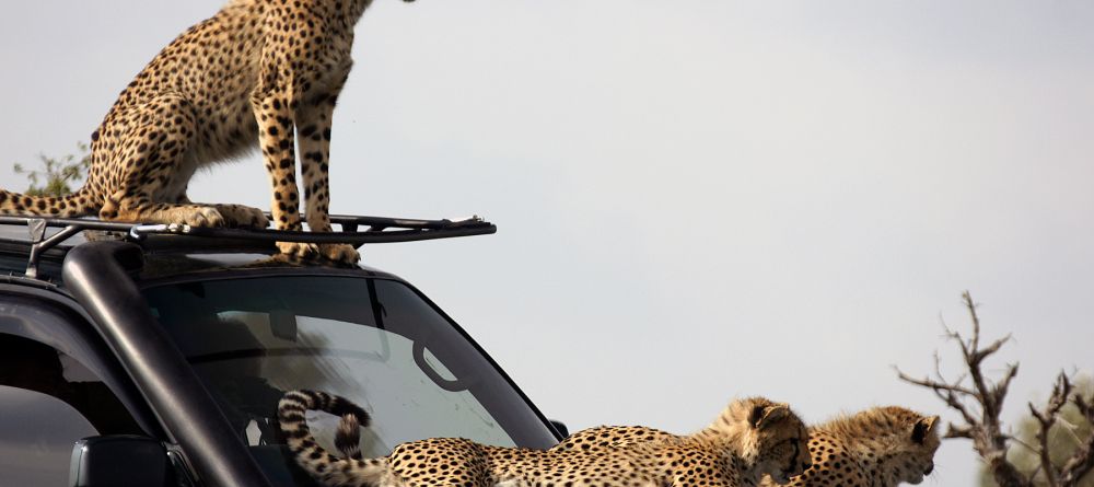 Cheetahs lounging on the game drive vehicles at Naboisho Camp, Masai Mara National Park, Kenya - Image 3