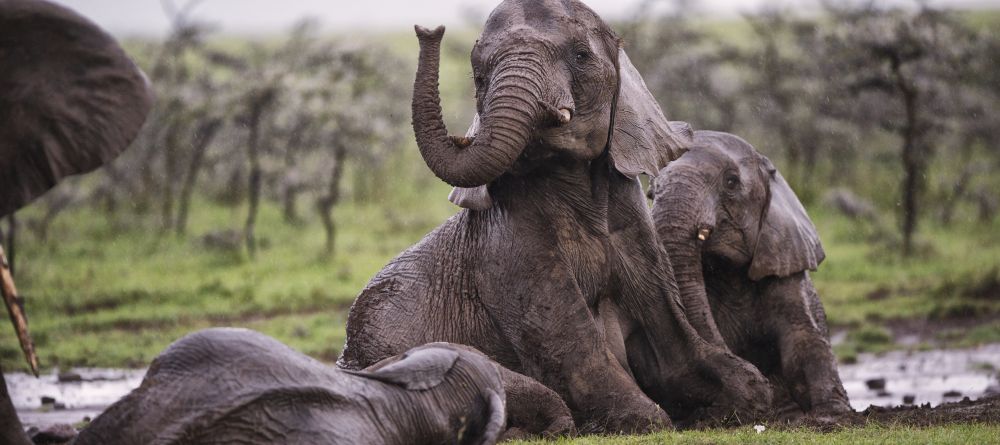 Elephants bathing in the mud at Naboisho Camp, Masai Mara National Park, Kenya - Image 5