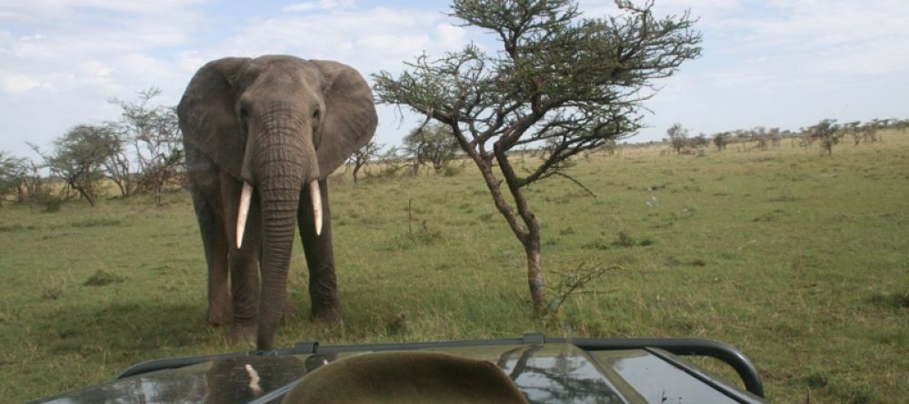Elephant encounter on a game drive at Naboisho Camp, Masai Mara National Park, Kenya - Image 6