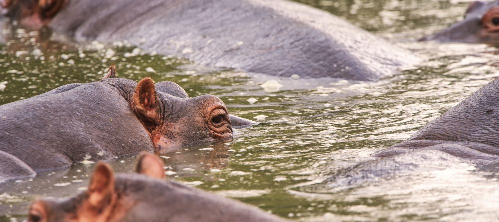 Hippo pod at Naboisho Camp, Masai Mara National Park, Kenya - Image 7