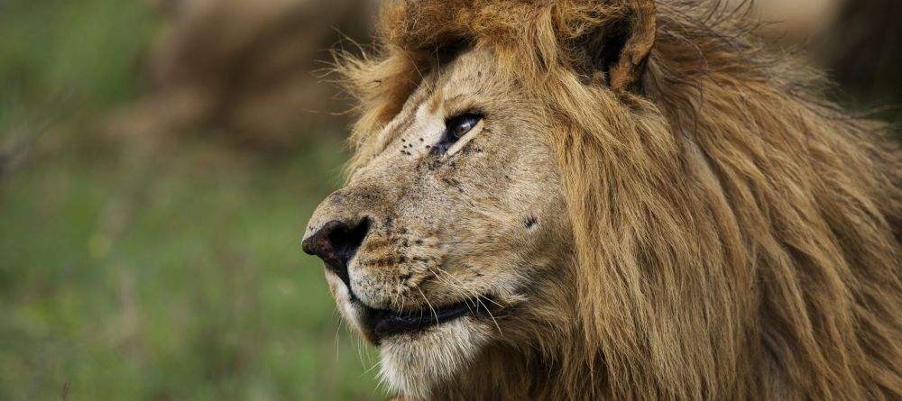 A proud lion at Naboisho Camp, Masai Mara National Park, Kenya - Image 10