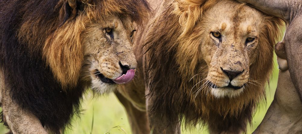 Curious lions at Naboisho Camp, Masai Mara National Park, Kenya - Image 9