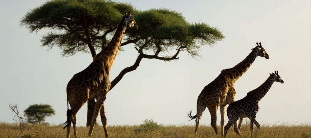 Kimondo Camp - Serengeti Giraffes - Image 5
