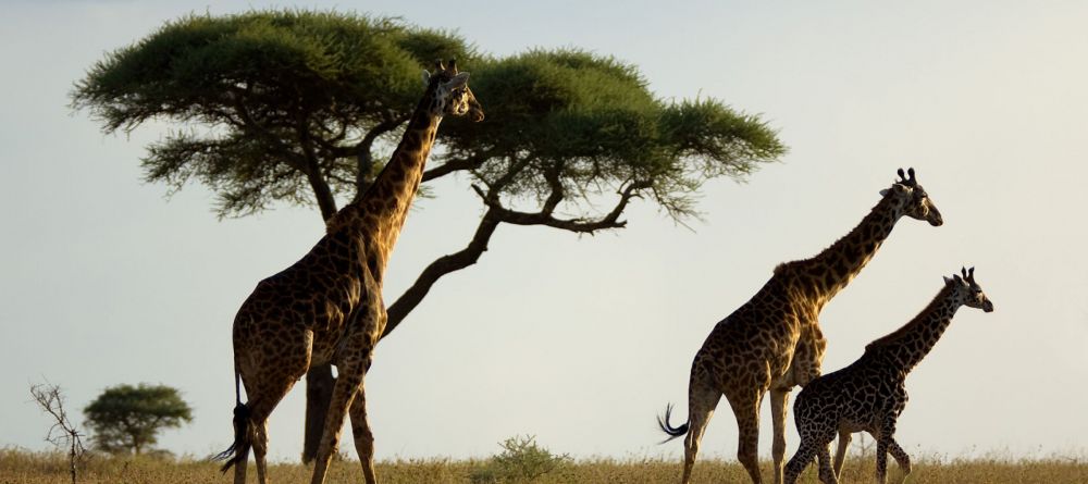 Namiri Plains Camp - Serengeti vistas - Image 4