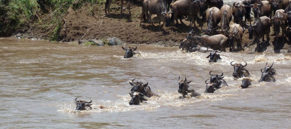 Kimondo Camp - Migration river crossing - Image 2