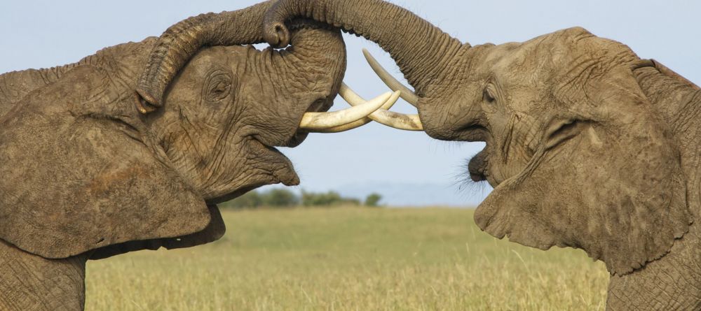 Tafika Elephants - Image 1