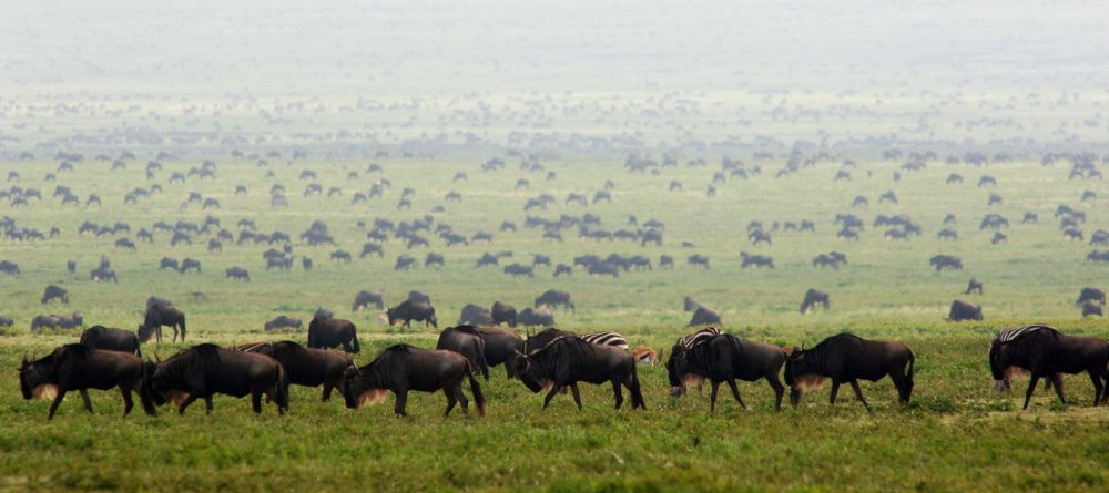 The Great Migration at Ubuntu Camp, Serengeti National Park, Tanzania - Image 5