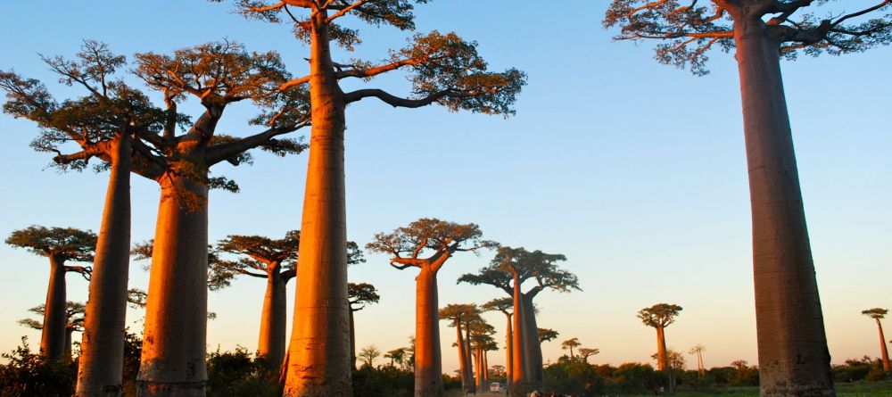 Baobab trees in the jungles near Hotel Le Paradisier, Tulear, Madagascar - Image 9