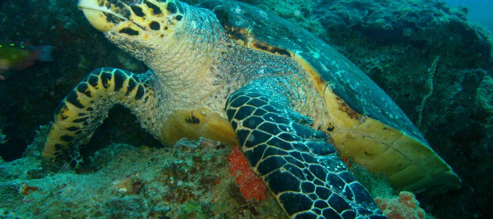 Azura Retreats, Bazaruto Archipelago, Mozambique - Image 5