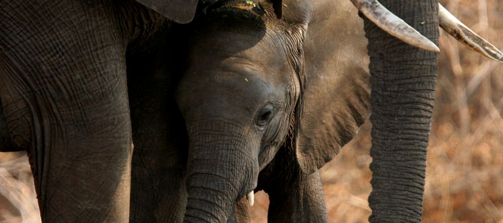 Baby elephant at Mwamba Bush Camp, South Luangwa National Park, Zambia - Image 4