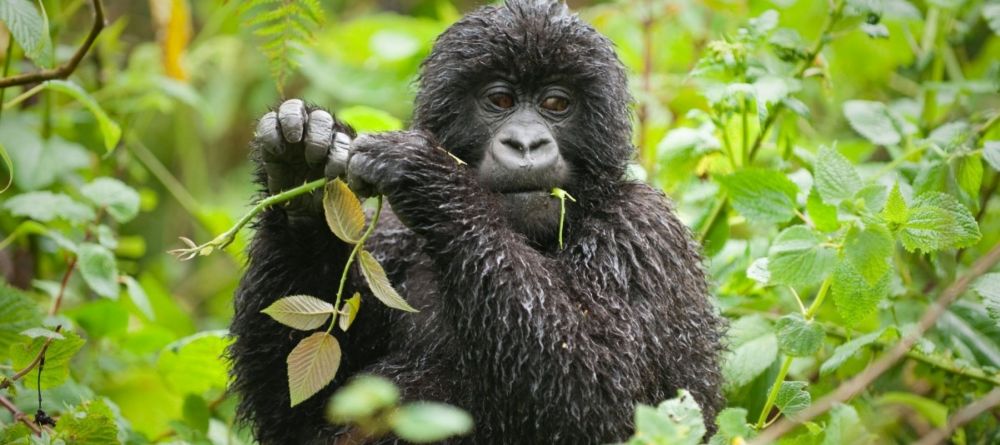Buhome Lodge Bwindi, Bwindi Impenetrable Forest, Uganda - Image 11