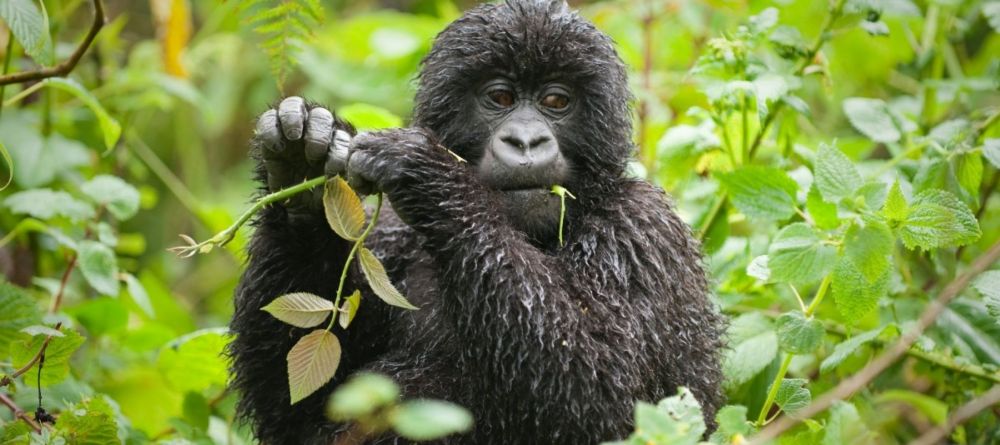 Engagi Lodge, Bwindi Impenetrable Forest, Uganda - Image 1