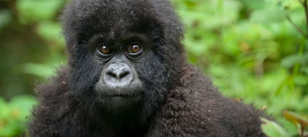 Ngaga Camp, Odzala National Park, Republic of Congo - Image 1