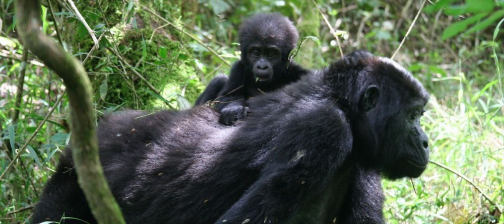 A baby gorilla clings to their mother in the jungles by Clouds Mountain Gorilla Lodge, Bwindi Impenetrable Forest, Uganda - Image 4