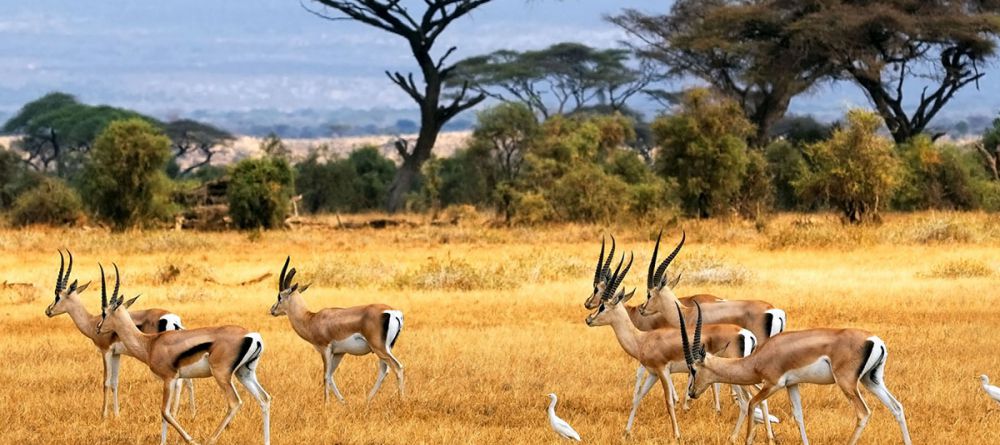 Zulu Nyala - Image 7