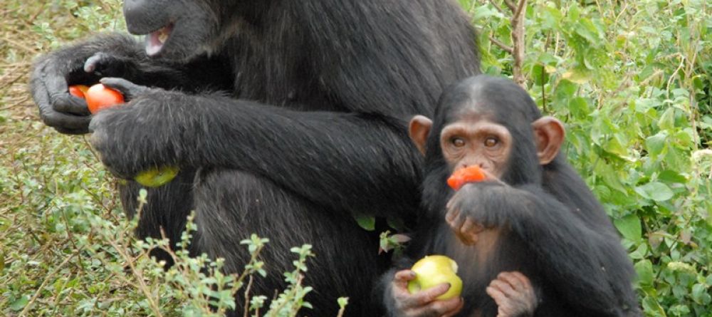 A mother chimp and her baby eating at Ngamba Island Tented Camp, Ngamba Island, Uganda - Image 7