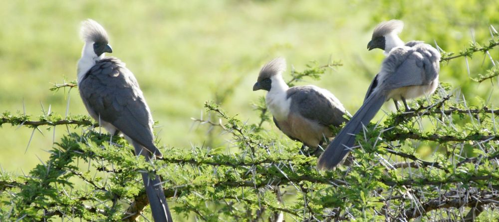Bare-faced go-away birds sitting in an acacia tree at Offbeat Mara Camp, Masai Mara National Reserve, Kenya - Image 6
