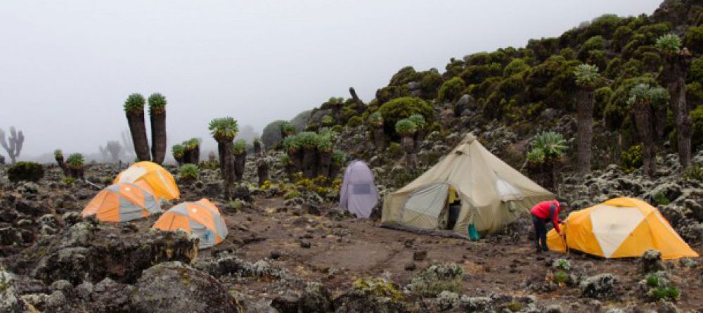 Lemosho Route, Kilimanjaro, Tanzania - Image 18