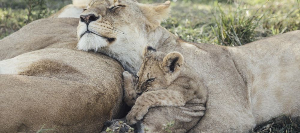 Tangulia Mara Camp, Masai Mara, Kenya - Image 1