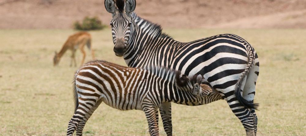 Zungulila Bushcamp, South Luangwa National Park, Zambia - Image 14