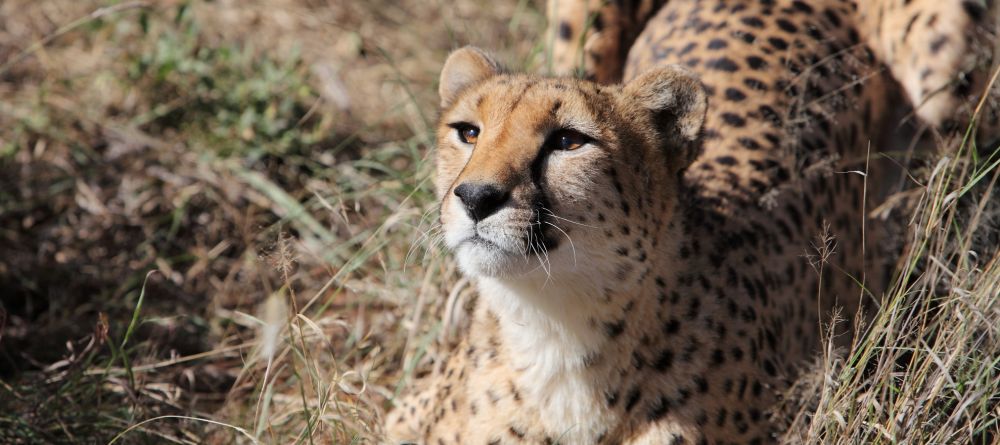 Beautiful cheetah - Image 7