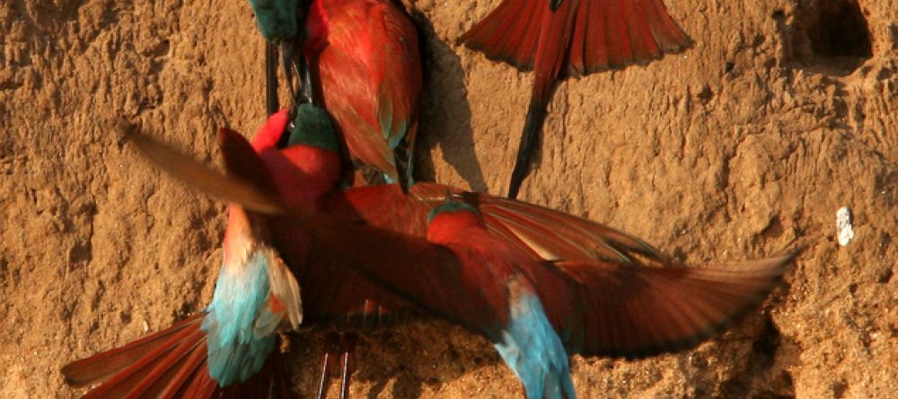 Bee-eater birds at Mwamba Bush Camp, South Luangwa National Park, Zambia - Image 5
