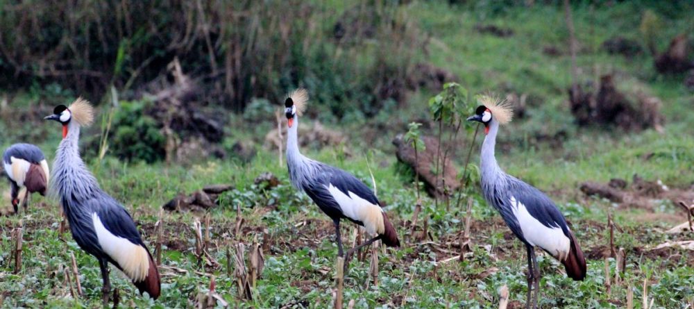 Black-crowned cranes at Mount Gahinga Lodge, Mgahinga National Park, Uganda - Image 10