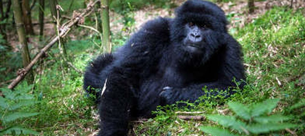 Sabyinyo Silverback Lodge, Parc National des Volcans, Rwanda - Image 3