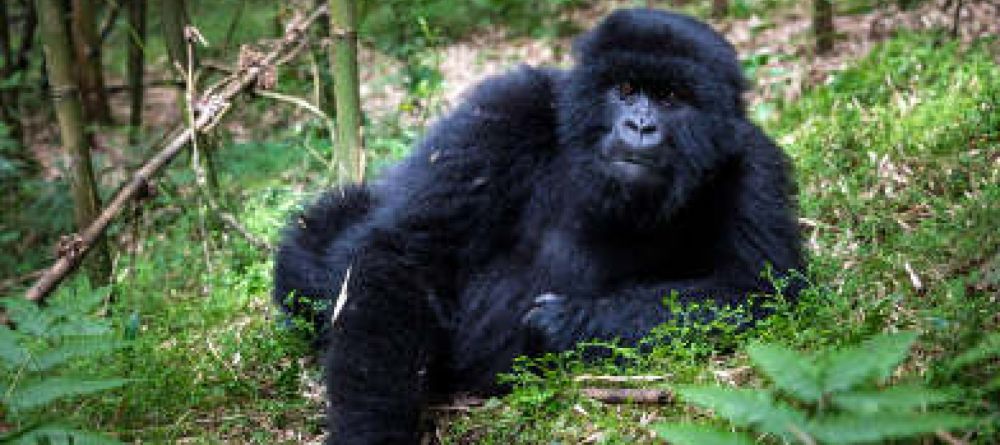 A rain-soaked gorilla feeds in the jungles by Clouds Mountain Gorilla Lodge, Bwindi Impenetrable Forest, Uganda - Image 3