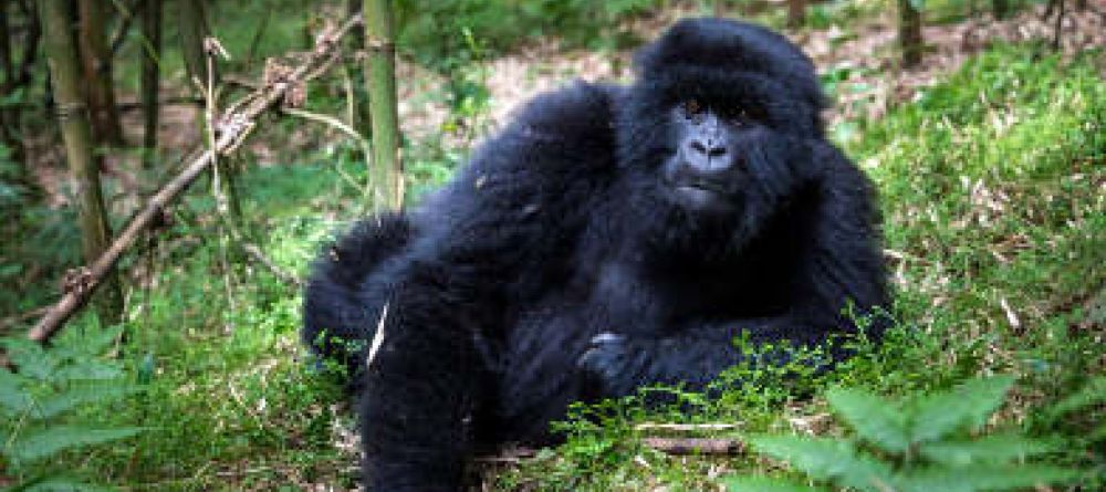 Gorilla Forest Camp, Bwindi Impenetrable Forest, Uganda - Image 1
