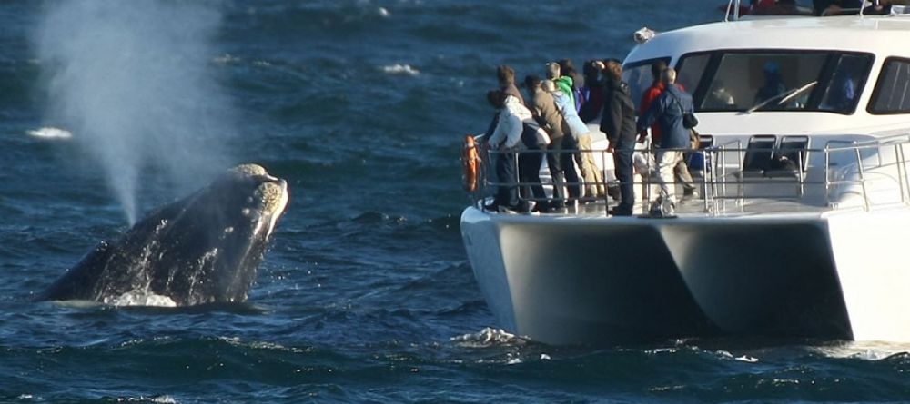 Harbour House Whale Watching - Image 3
