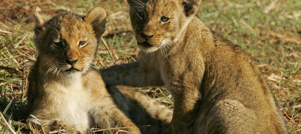 Busanga Bush Camp, Kafue National Park, Zamiba Â© Mike Myers - Image 2