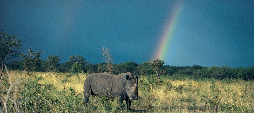 A stunning shot of a rhino under a rainbow at Londolozi Founders Camp, Sabi Sands Game Reserve, South Africa - Image 7